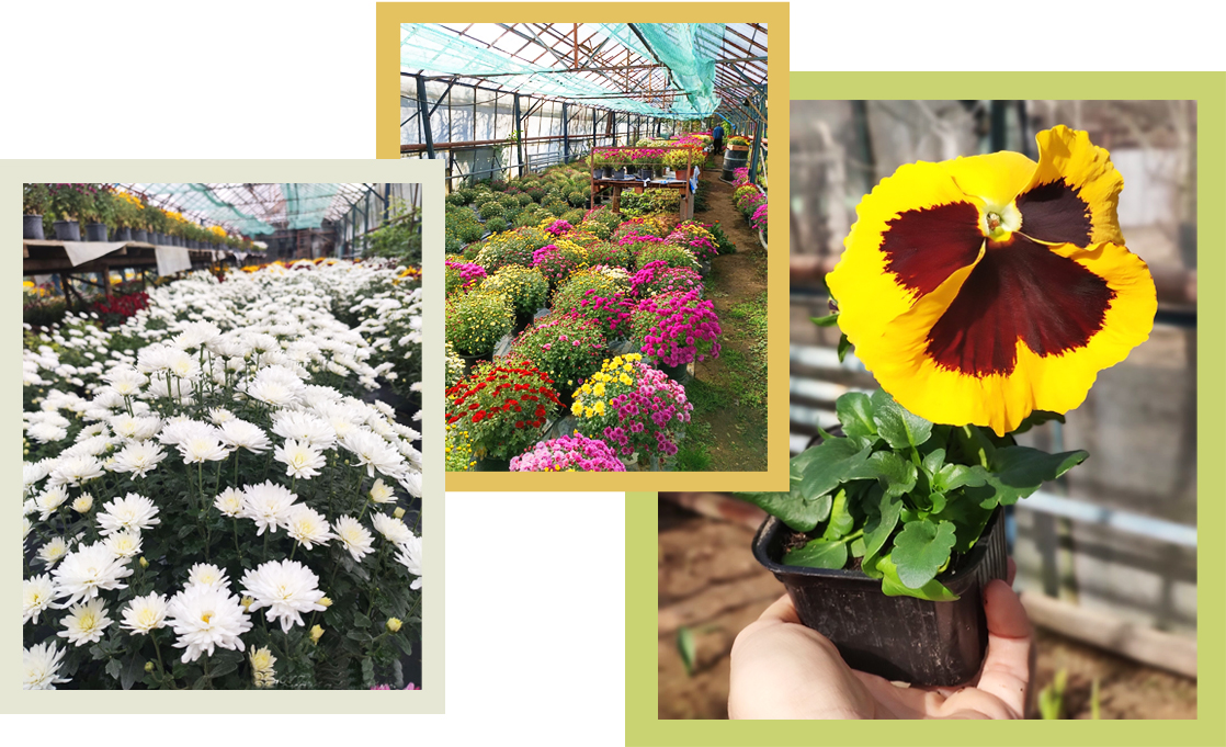 Despre Florăria Anotimp Hunedoara Despre Florăria Anotimp Hunedoara